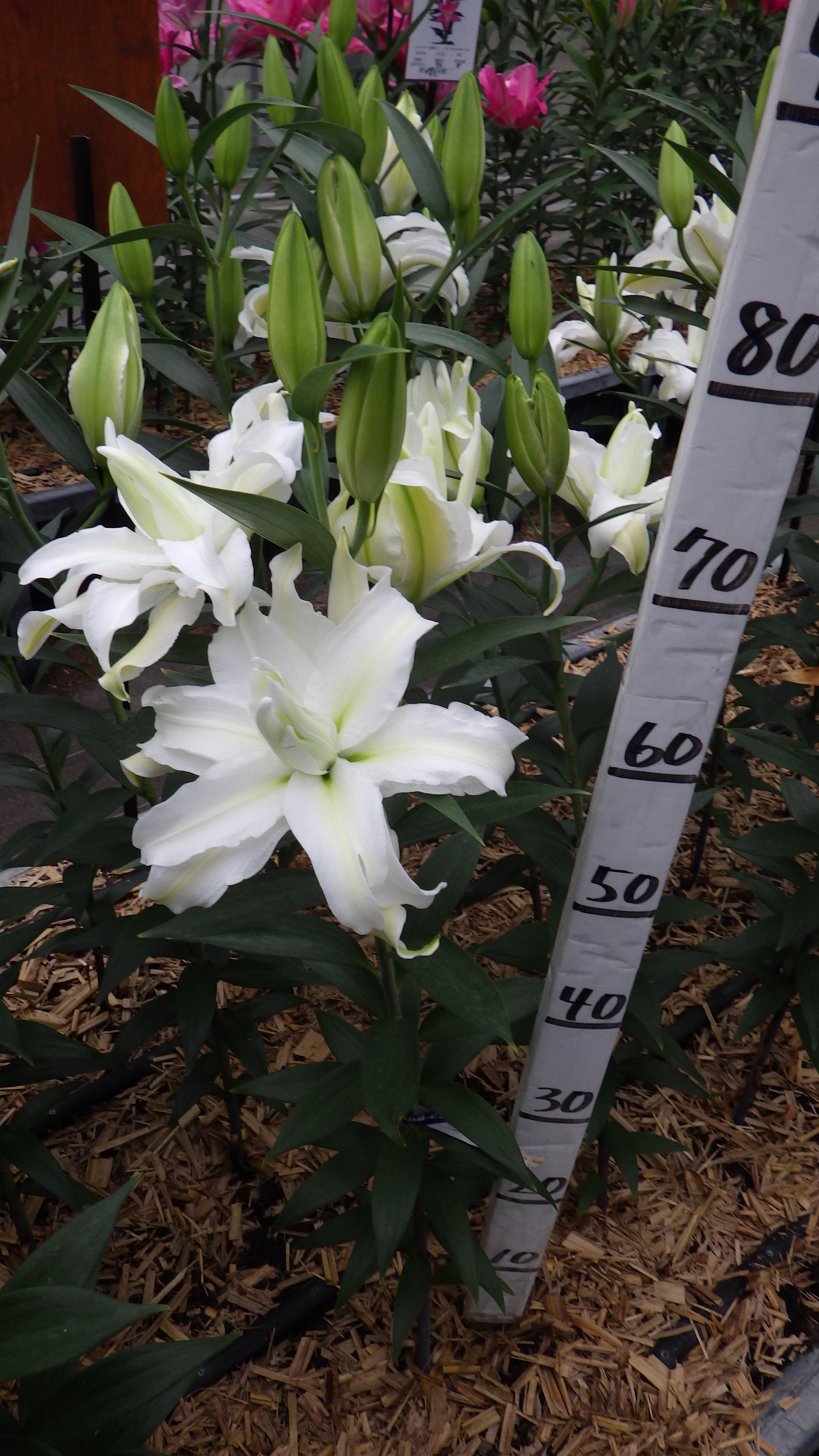 RL ペトロネッラ(八重）